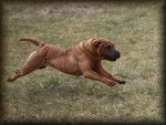 Guérande - Shar-Peï Femelle (5 ans)