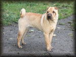 La belle Gandja - Shar-Peï Femelle (5 ans)