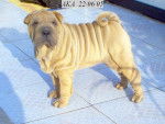 Aka du the de chine - Shar-Peï