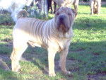 Photo Shar-Peï