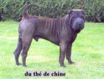 Élevage du thé de chine - Shar-Peï