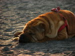 Photo Shar-Peï