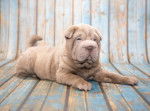 Un Shar-Peï allongé sur un banc en bois