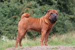 Un Shar-Peï roux