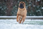 Un Shar-Peï en train de courir dans la neige