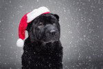 Un Shar-Peï noir avec un bonnet de Noël 