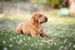 Un Shar-Peï allongé dans l'herbe
