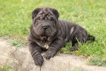 Photo Shar-Peï