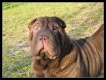Hutshulai - Shar-Peï Femelle (8 mois)