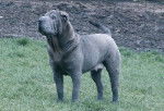 Chibi - Shar-Peï Femelle (6 ans)
