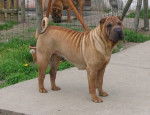Déline - Shar-Peï Femelle (5 ans)