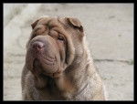 Birdie - Shar-Peï Femelle (7 ans)