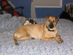Dog and Cat Friends - Shar-Peï Mâle (14 ans)