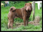 Eyuthia - Shar-Peï Mâle (4 ans)