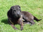 enjoy - Shar-Peï Femelle (2 ans)