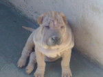 leila - Shar-Peï Femelle (6 mois)
