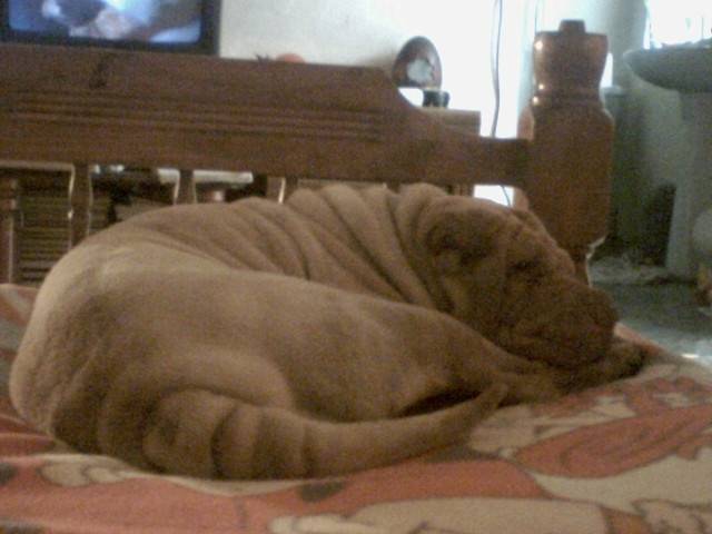 Ganya - Shar-Peï Femelle (10 mois)