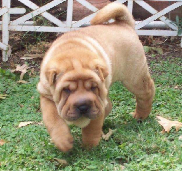 cocky - Shar-Peï Mâle (2 mois)