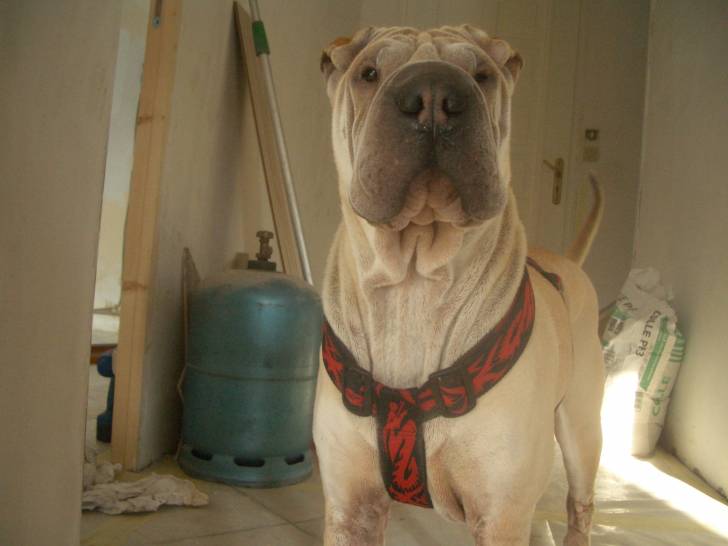 Bilma - Shar-Peï Mâle (3 ans)