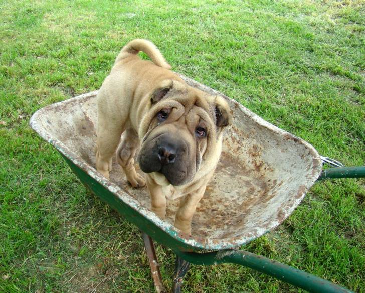 Hooper - Shar-Peï Mâle (5 mois)