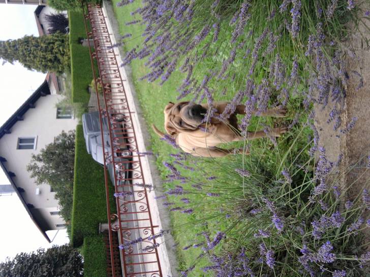 daisy - Shar-Peï Femelle (4 ans)