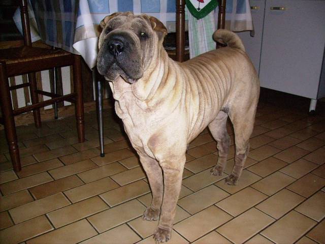 shar pei du the de chine - Shar-Peï