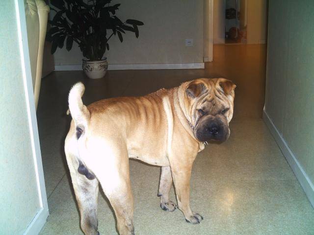 shar pei ARMANI - Shar-Peï