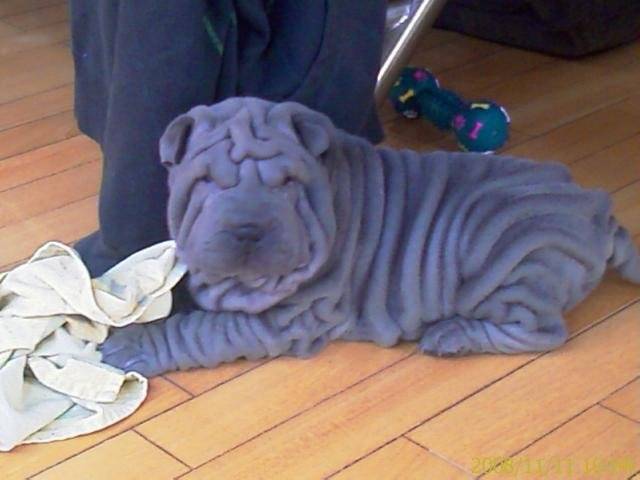 SHAR PEI - Shar-Peï