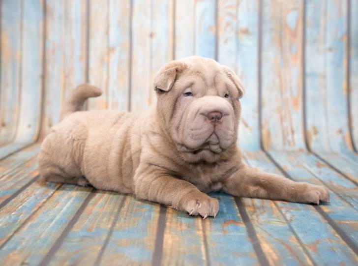 Un Shar-Peï allongé sur un banc en bois