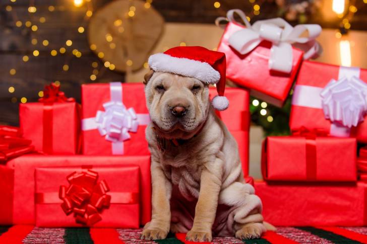 Un chiot Shar-Peï entouré de cadeaux de Noël
