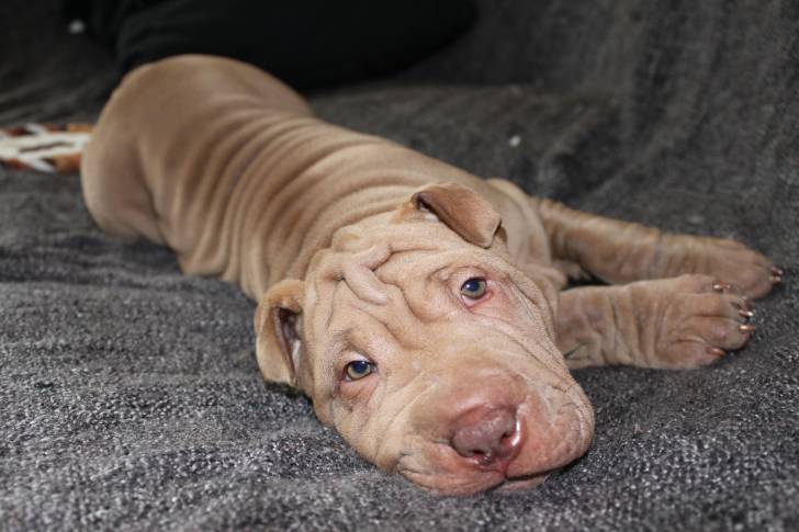 Un Shar-Peï aux yeux clairs allongé sur un plaid