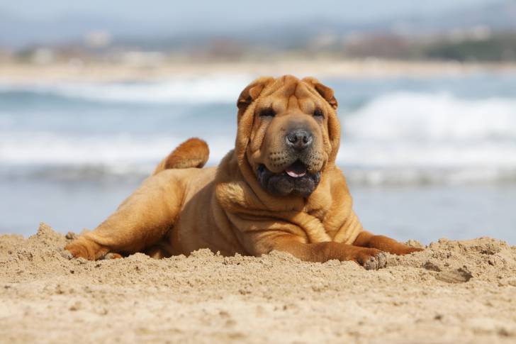 Un Shar-Peï allongé sur la plage 
