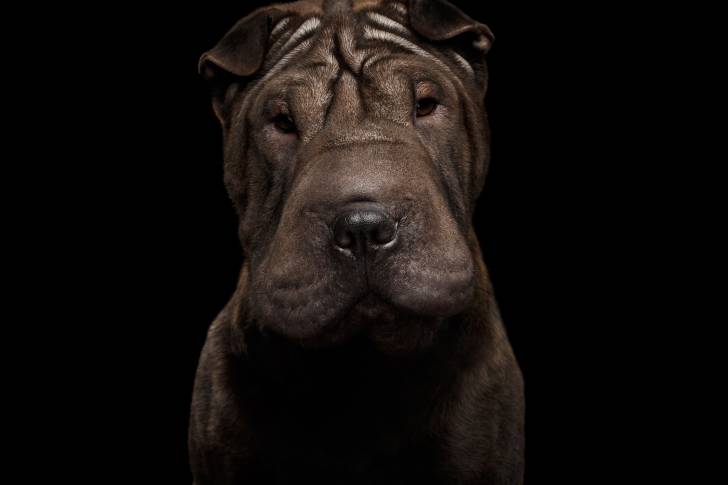 Portrait professionnel d'un Shar-Peï