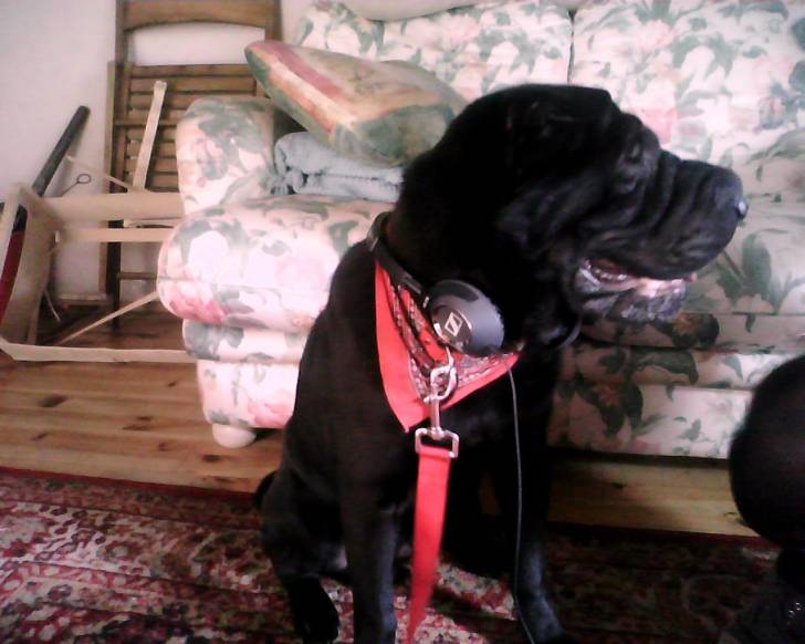 Etoo - Shar-Peï Mâle (2 ans)