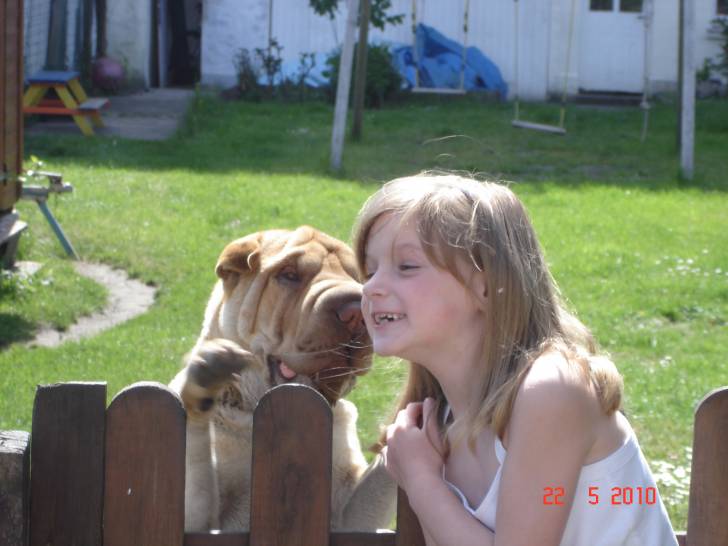 DOOGY - Shar-Peï Mâle (2 ans)