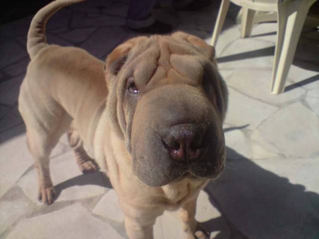 diego - Shar-Peï Mâle (9 mois)