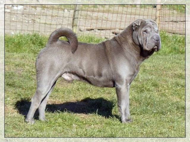 Yuma - Shar-Peï Mâle (6 ans)