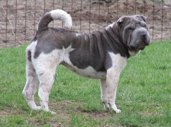 Le Shar-Peï