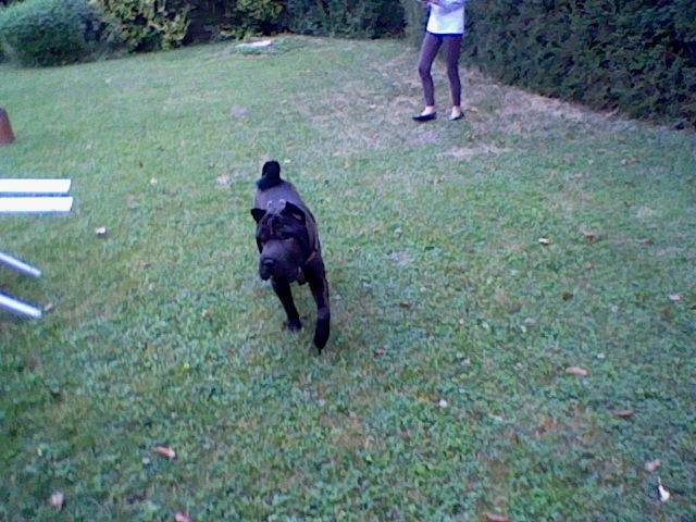 fifty - Shar-Peï Mâle (1 an)