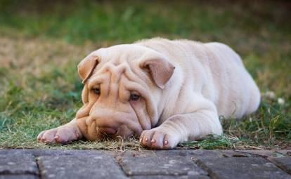 Un chiot Shar Peï fatigué allongé dans le jardin
