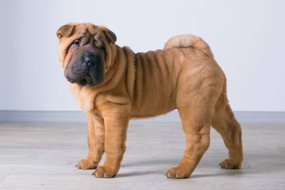 Un chiot Shar-Peï de 3 mois debout sur un parquet