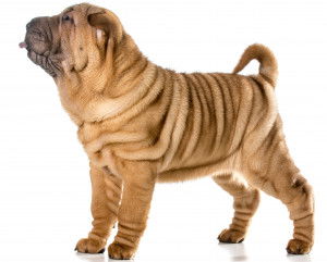 Un Shar-Pe&iuml; sur fond blanc