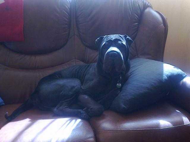 shar pei César - Shar-Peï