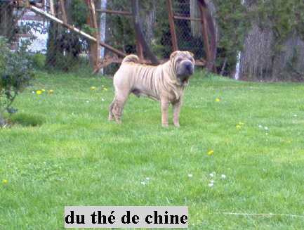 Élevage du thé de chine - Shar-Peï