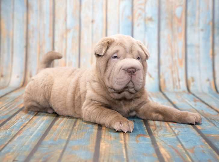 Un Shar-Peï allongé sur un banc en bois