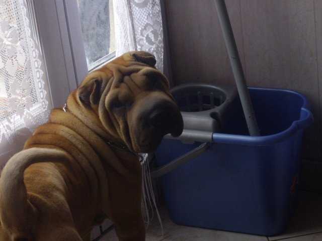 Clarisse - Shar-Peï Femelle (2 ans)