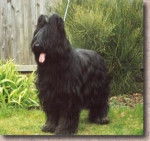 Dylan - Berger de Brie Mâle