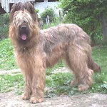 Berger de Brie - Berger de Brie