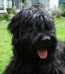 BRIARD ACHILL (Berger de brie) - Berger de Brie
