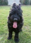 KARA'KHAN, Briard 9 mois - Berger de Brie (9 mois)